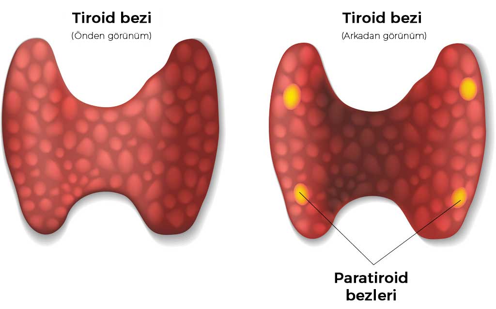 Paratiroid Yapısı Doç. Dr. Erkan Ozturk