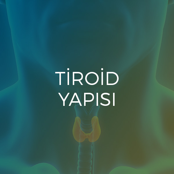 Tiroid Hastalıkları tiroid yapısı